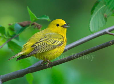 Yellow Warbler D4EC1490.jpg