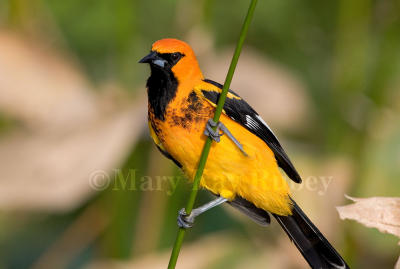 Spot-breasted Oriole _H9G3687.jpg