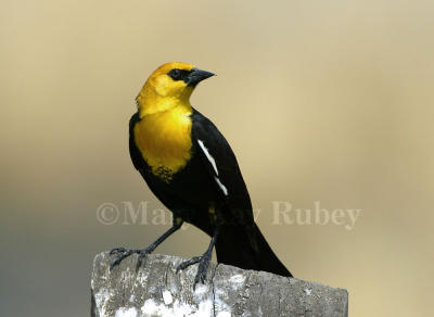 Yellow-headed Blackbird D4EC2065.jpg