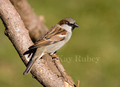 HOUSE SPARROWS (Passer domesticus)