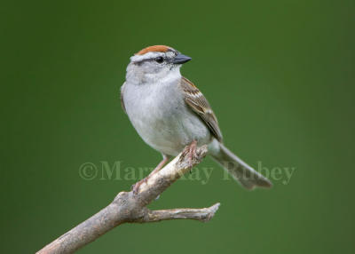 Chipping Sparrow _S9S0685.jpg