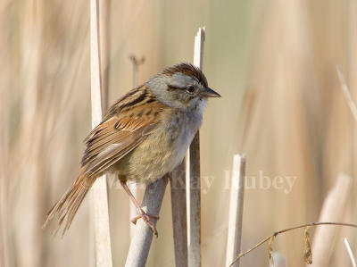 Swamp Sparrow _H9G0327.jpg