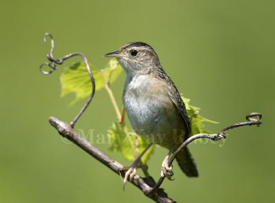 SEDGE WRENS (Cistothorus platensis)