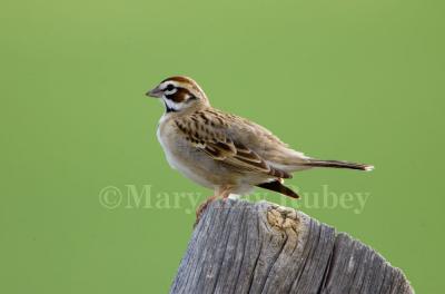 Lark Sparrow (WY) _H9G8414.jpg
