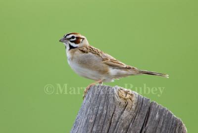 Lark Sparrow (WY) _H9G8418.jpg