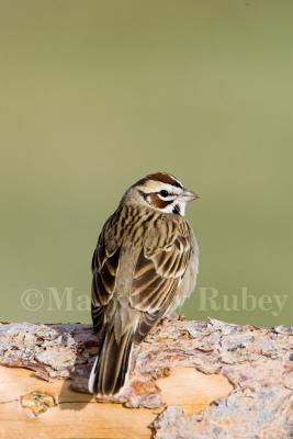 Lark Sparrow (WY) _S9S7893.jpg