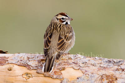 Lark Sparrow (WY) _S9S7906.jpg