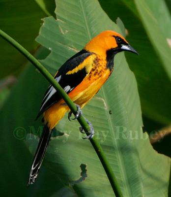 Spot-breasted Oriole _H9G3608r.jpg