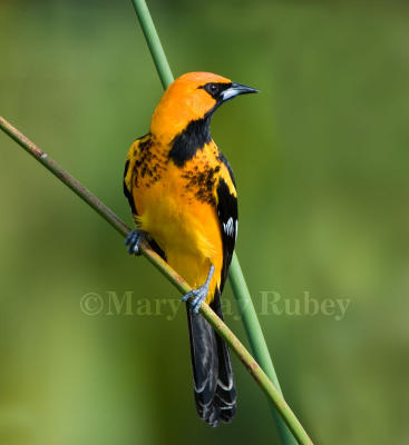 Spot-breasted Oriole _H9G3612r.jpg