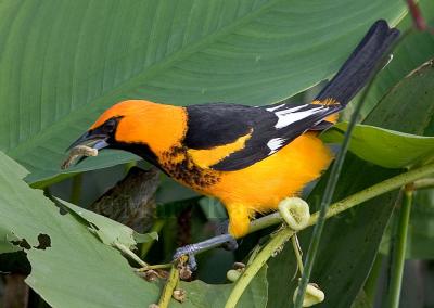 Spot-breasted Oriole _H9G3649.jpg
