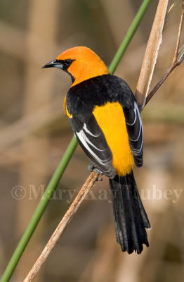 Spot-breasted Oriole _H9G3715.jpg