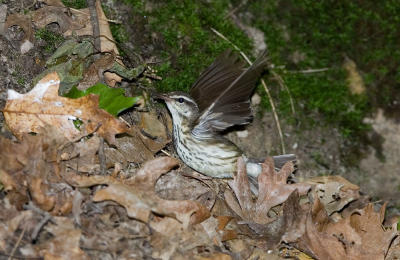 g3/01/640901/3/56329433.LouisianaWaterthrush_S9S9568.jpg