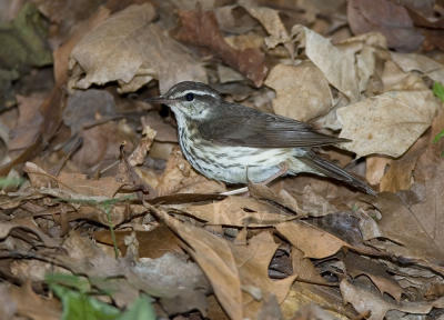 g3/01/640901/3/56329435.LouisianaWaterthrush_S9S9578.jpg