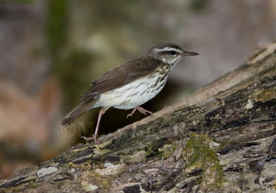 g3/01/640901/3/56329437.LouisianaWaterthrush_S9S9666.jpg