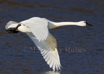 Tundra Swan fly _H9G2119.jpg