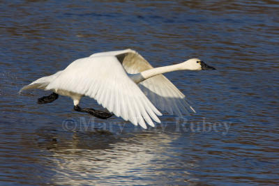 Tundra Swan takeoff _H9G2095.jpg