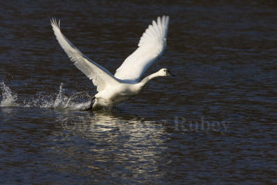 Tundra Swan takeoff _H9G2103.jpg
