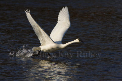 Tundra Swan takeoff _H9G2108.jpg