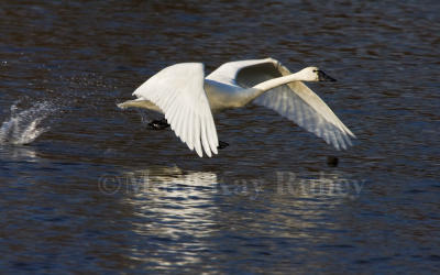 Tundra Swan takeoff _H9G2110.jpg