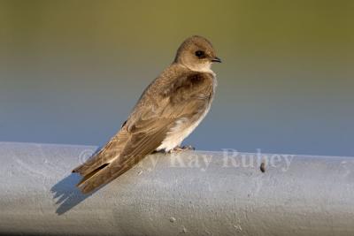 Northern Rough-winged Swallow _H9G7610.jpg