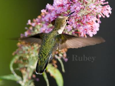 Ruby-throated Hummingbird _H9G3917.jpg