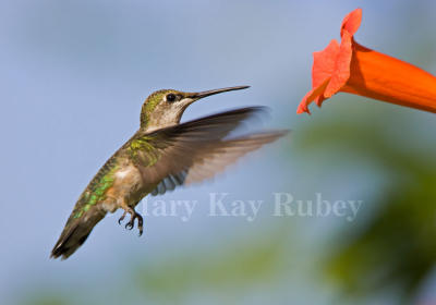 Ruby-throated Hummingbird _S9S5047.jpg