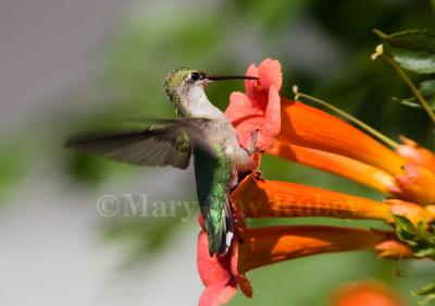 Ruby-throated Hummingbird _S9S5062.jpg