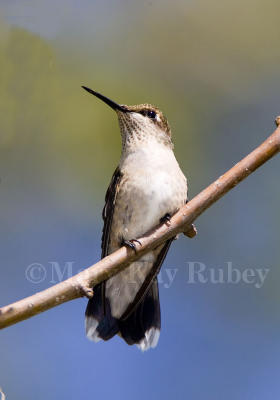 Ruby-throated Hummingbird _S9S5468.jpg