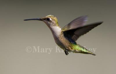 Ruby-throated hummer pollen on head _S9S6830.jpg