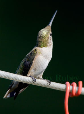 Ruby-throated hummer w pollen _S9S6840.jpg