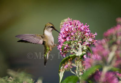 Ruby-throated hummingbird _H9G3803.jpg