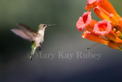 Ruby-throated hummingbird _S9S4420.jpg