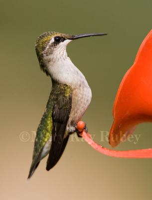 Ruby-throated hummingbird _S9S6682.jpg