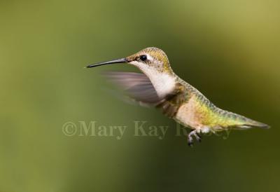 Ruby-throated hummingbird _S9S6715.jpg