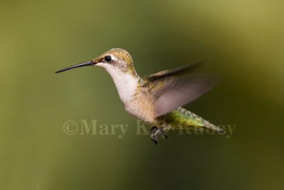 Ruby-throated hummingbird _S9S6718.jpg