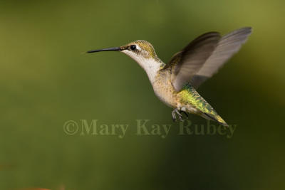 Ruby-throated hummingbird _S9S6730.jpg