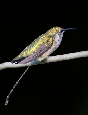 Ruby-throated hummingbird peeing _S9S6775.jpg