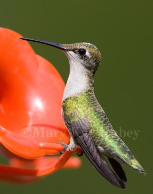 Ruby-throated hummingbird _S9S6882.jpg