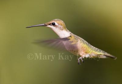 Ruby-throated hummingbird female _S9S6713.jpg