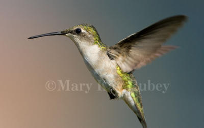 Ruby-throated hummingbird female _S9S6908.jpg