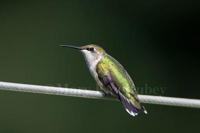 Ruby-throated hummingbird juv male _S9S6868.jpg