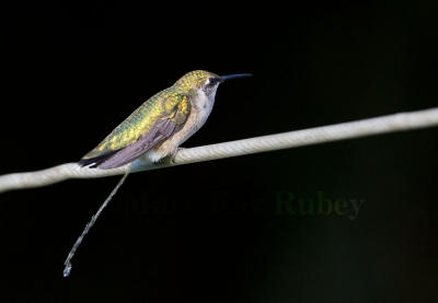 Ruby-throated hummingbird peeing _S9S6775.jpg
