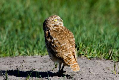 Burrowing Owl (NE) _H9G9096.jpg