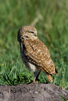 Burrowing Owl (NE) _H9G9113.jpg