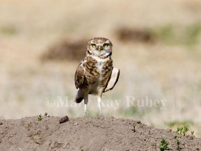 Burrowing Owl (NE) _H9G9270.jpg