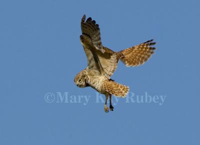Burrowing Owl fly (NE)  _S9S8876.jpg
