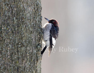 Red-headed Woodpecker juv _H9G1577.jpg