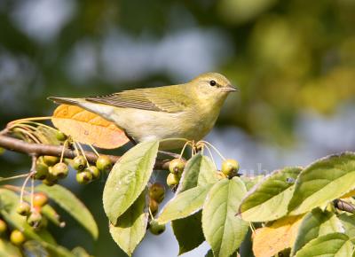 TENNESSEE WARBLERS (Oreothlypis peregrina)