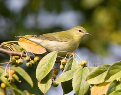 Tennessee Warbler _S9S7137.jpg