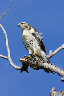 Red-tailed Hawk _S9S5162.jpg